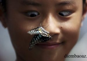 Bướm đậu trên người là điềm gì? Hên hay xui? Đánh đề số mấy?