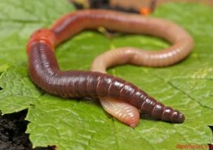 Nằm mơ thấy giun l&agrave; điềm b&aacute;o g&igrave;? Đ&aacute;nh đề con g&igrave;? Số mấy?